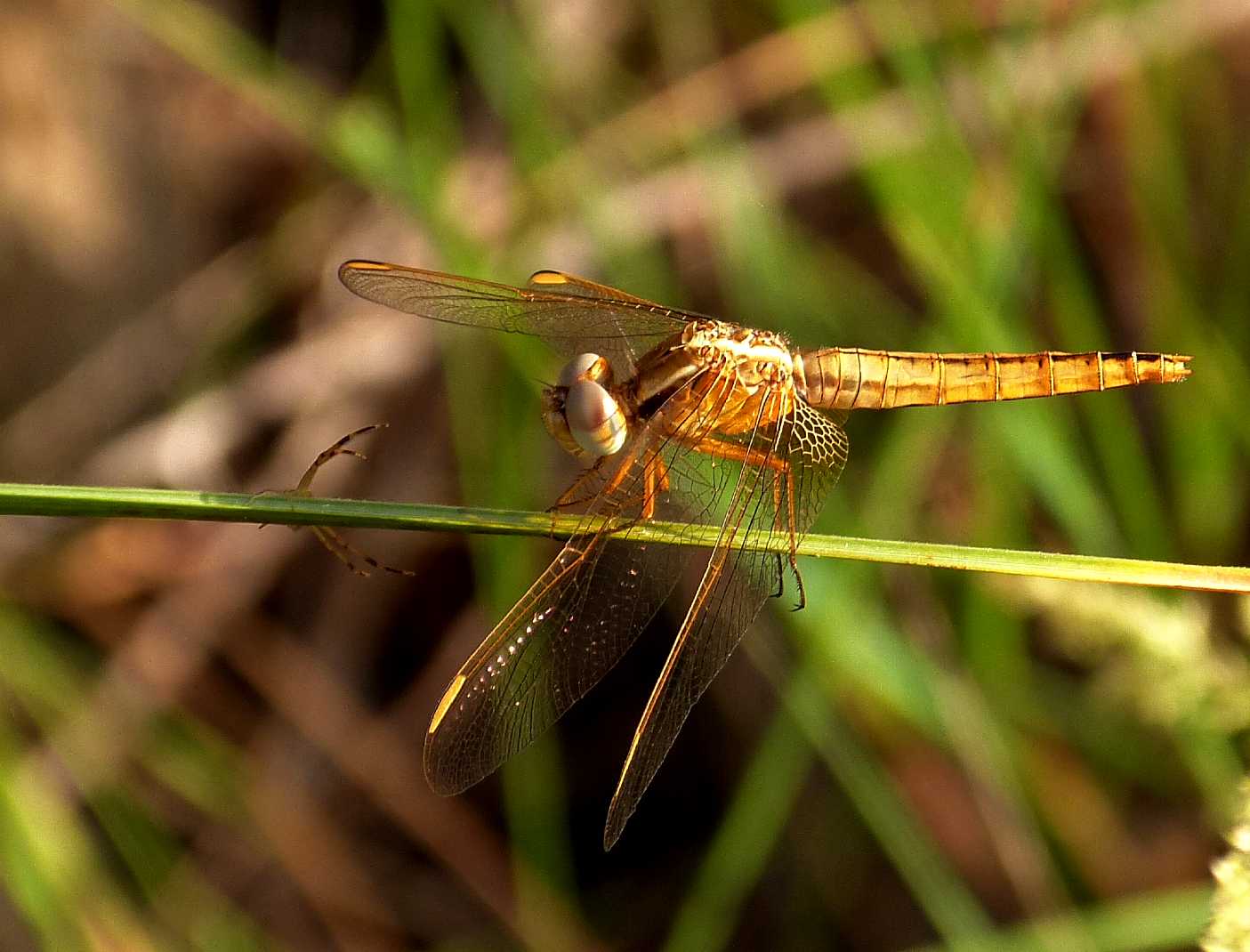 Runcinia grammica ingorda